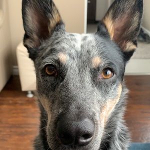 Meet your Posher, Spencer